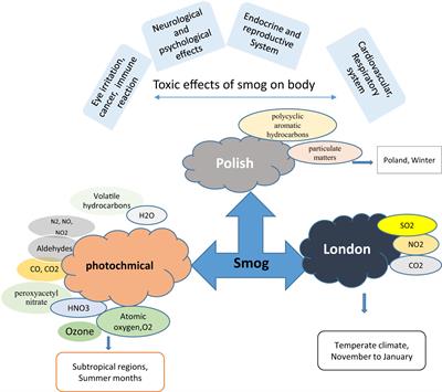 A comprehensive review on endocrine toxicity of gaseous components and particulate matter in smog